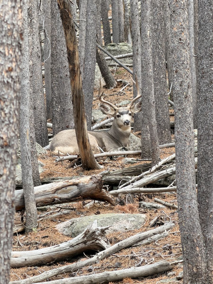 A mule deer buck bedded down among the trees