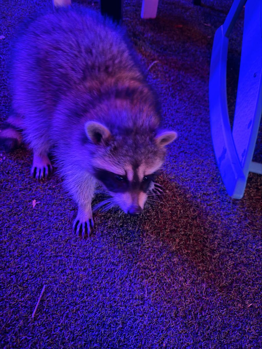 The raccoon