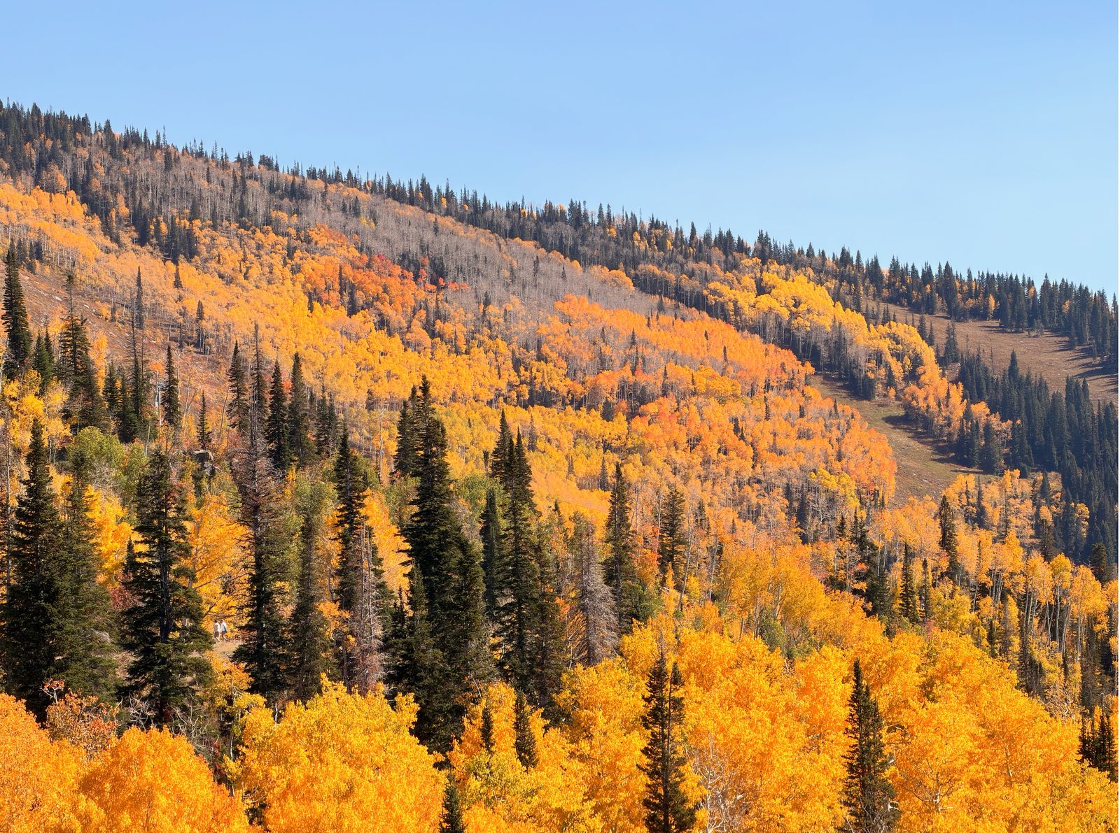 Fall aspens at Steamboat Springs, Colorado